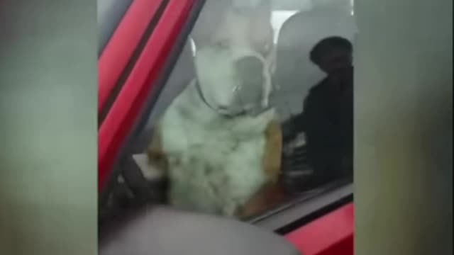 Dog honks horn for owner in the store