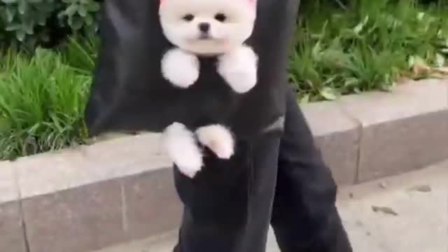 Funny animals - Best of ever funny Animals video baby dog