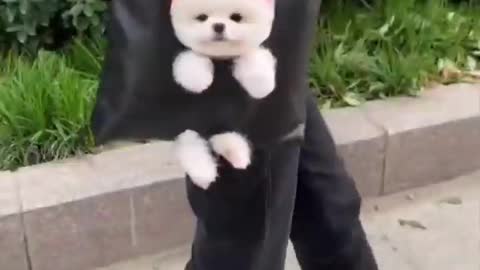 Funny animals - Best of ever funny Animals video baby dog