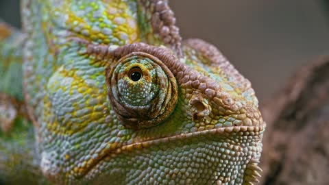 Close-up Footage Of A Chameleon Right Eye