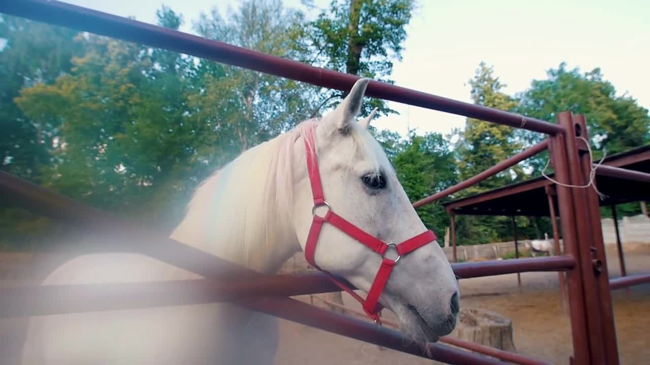 Funny white horse sniffing very close to camera lens in the corral