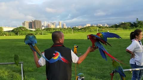 # Video of Parrots Flying