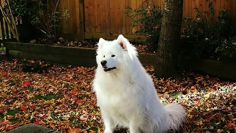 Dogs are faithful friends of human beings, and those who love dogs have a delicate heart.