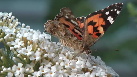 Butterfly & Butterfly