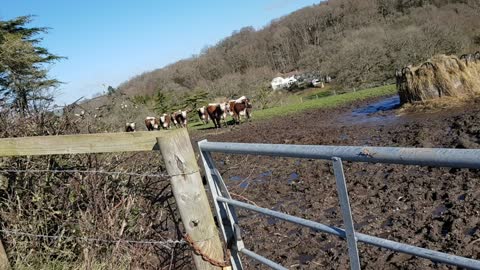 Dogs found chasing livestock will be shot. In the New Forest.