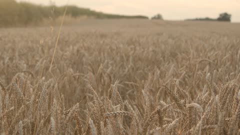 Panning Shot of Dog Playing In a Wheat Field