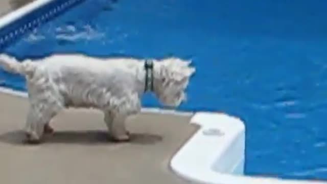 Dogie sister swimming