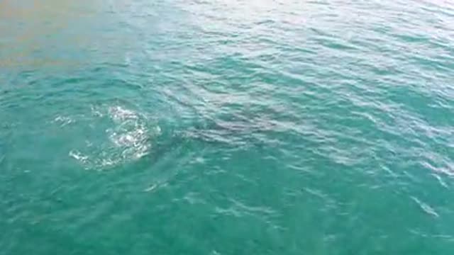 Friendly humpback whale at the surface