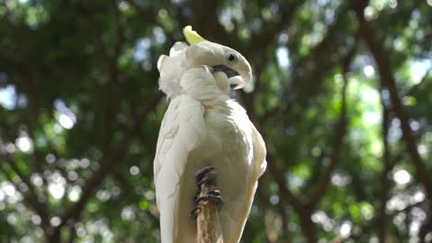 beautyfull bird relaxing tree