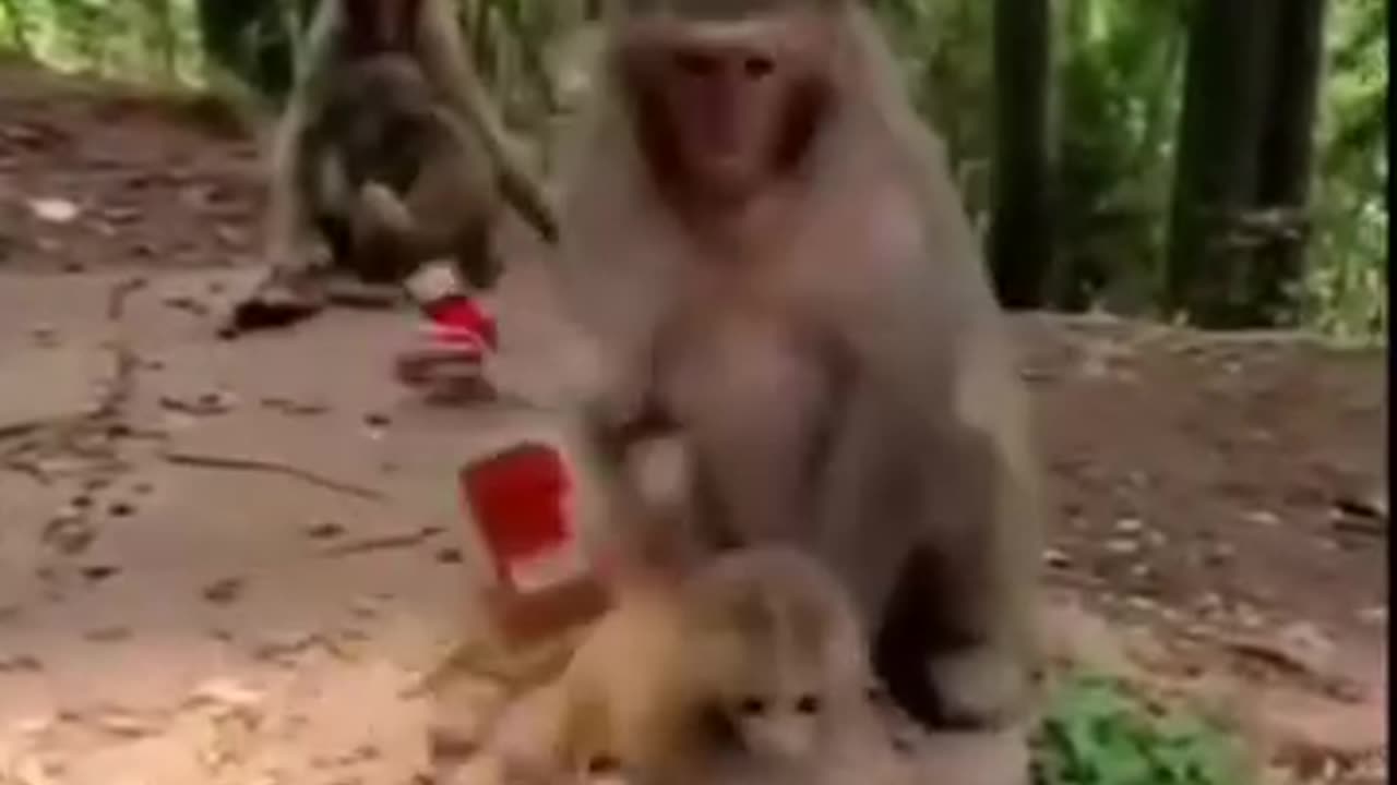 😂😂see the evolution lol watch and follow please