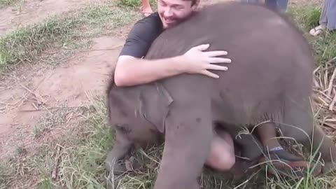 You will be amazed at what a human being has to do with a baby elephant