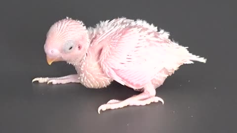 Time Lapse of White Parrot from born
