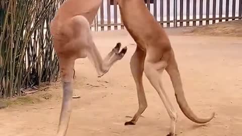 Kangaroos fight