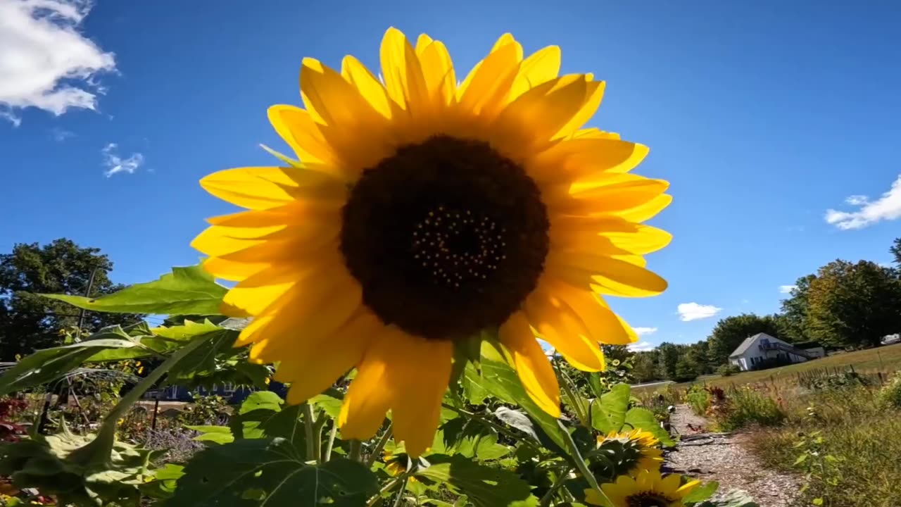 Sunflower