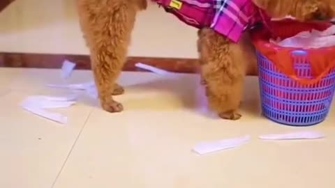 My sweet puppy is doing their funny activities 😂😂😁
