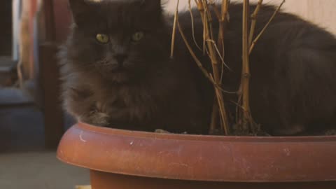cute cat,cat videos