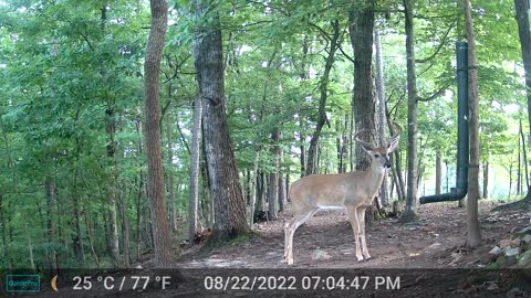 The Woods – 08/23/2022