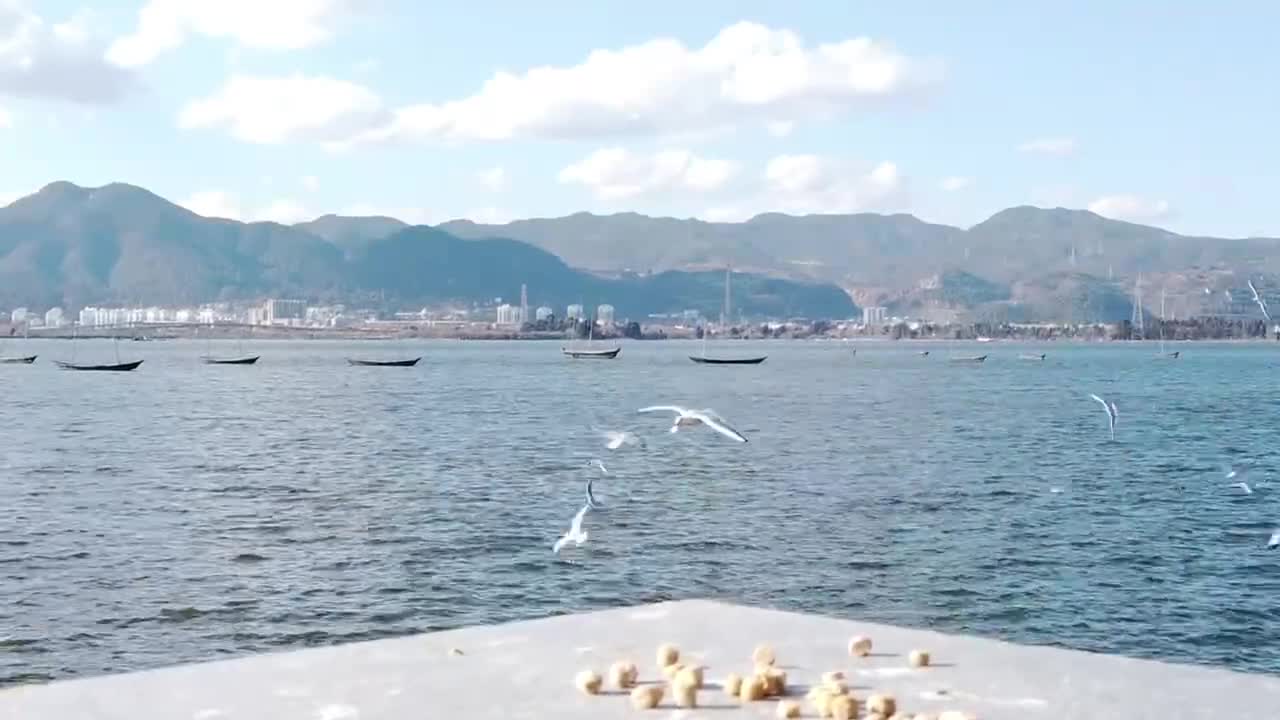 These seagulls are really fun, they see those who eat it, they all fly in the same way