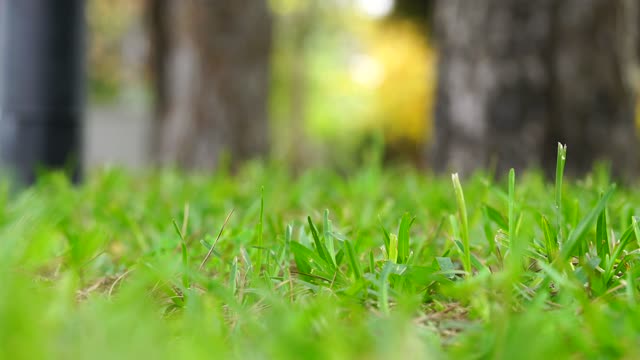 Selective Focus Video Of Grass On A Windy Day