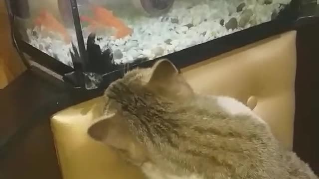 Любопытство моей кошки 🐱 😀
