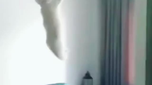 Funny Cat playing and hanging