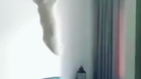 Funny Cat playing and hanging
