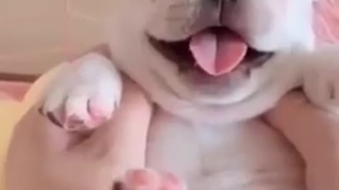 Cute Puppy moments