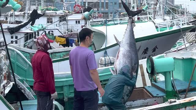 Wagyu beef in the sea - bluefin tuna Today's bumper harvest