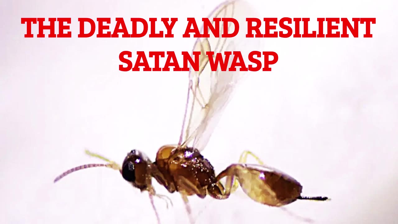 AN AGRICULTURAL THREAT LOOMS. THE "SATAN" WASP