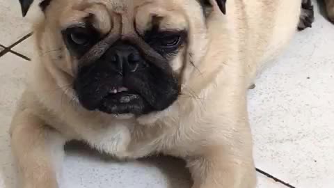 9 seconds of pug