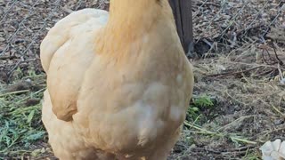 OMC! Awesome little hen jumps up 2 perch & keep watch for predators - Chickens are smart! #shorts