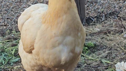 OMC! Awesome little hen jumps up 2 perch & keep watch for predators - Chickens are smart! #shorts