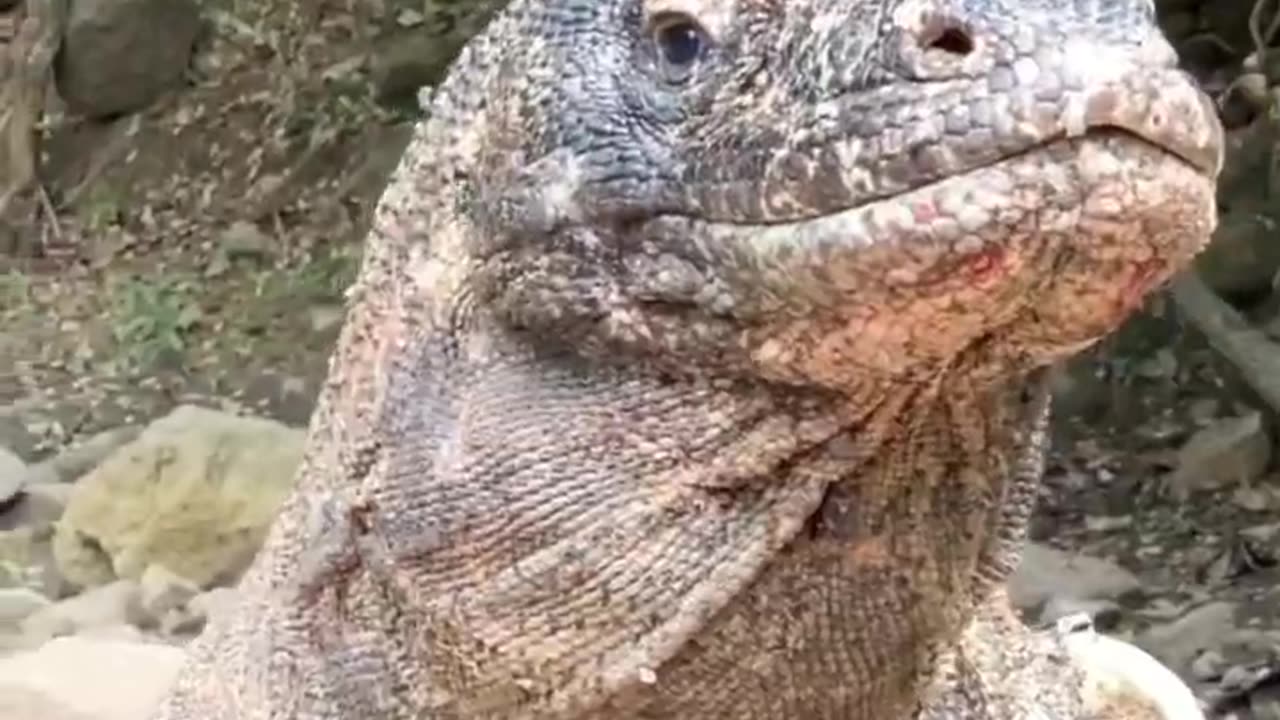 the large lizard Komodo