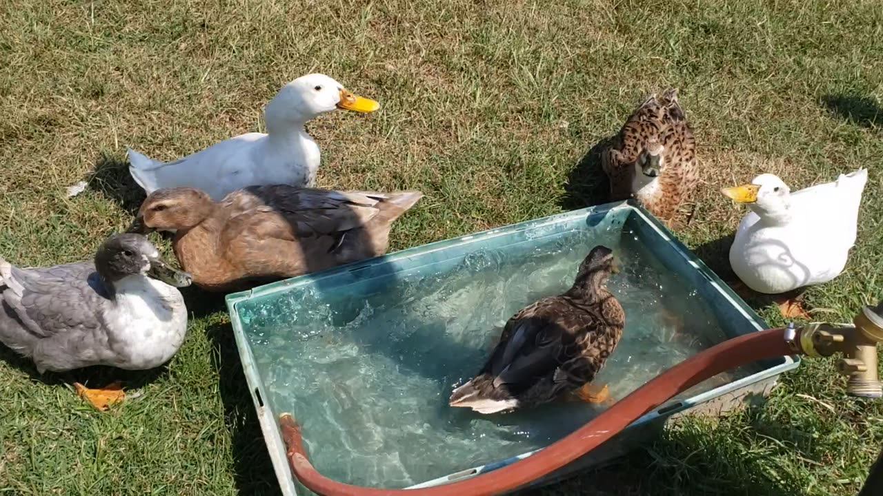 Quackers