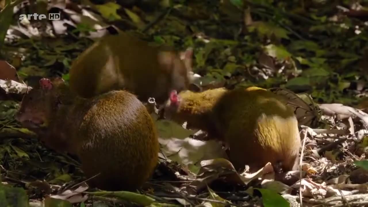 Raubtiere zu Land und zu Wasser Doku HD Deutsch