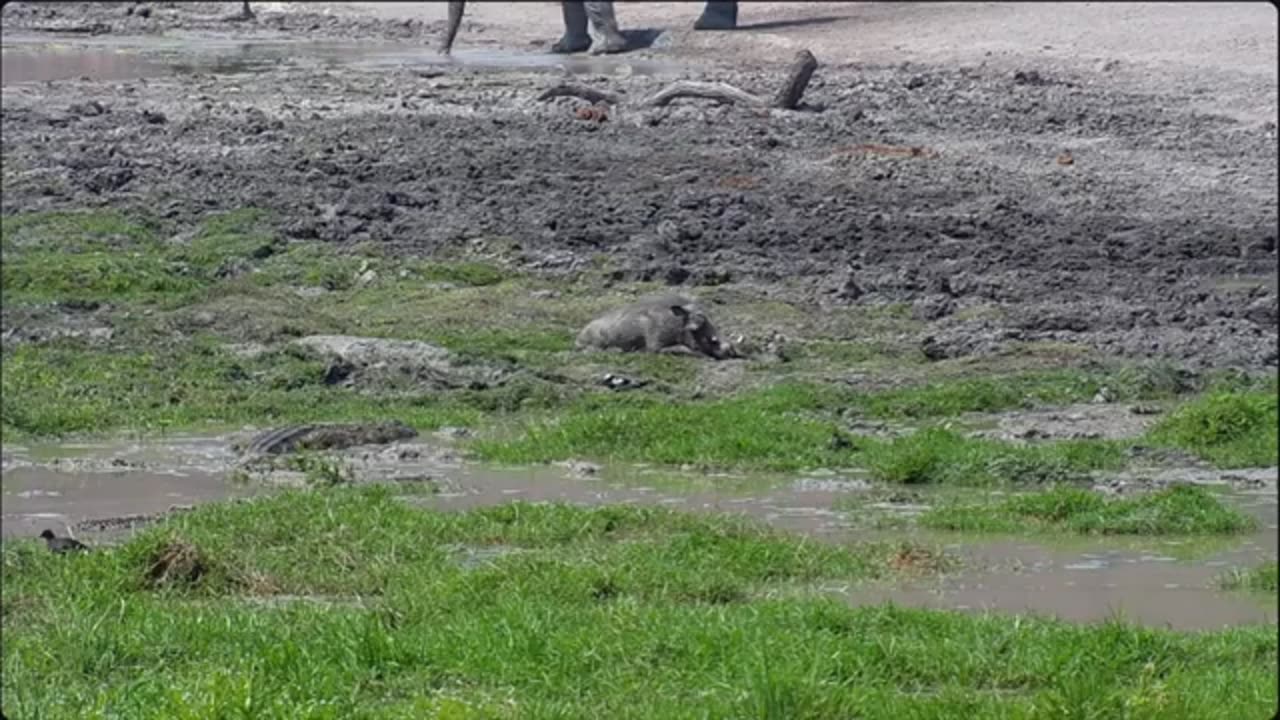 Nile Crocodile lunge attacks a Warthog at Tau