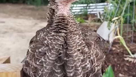 The Sweetest Turkey