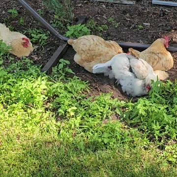 OMC! Silly little dirty birds! - Chickens gone wild! Dirt bathing hens! #dirty #birds #hens #shorts