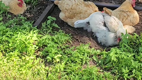 OMC! Silly little dirty birds! - Chickens gone wild! Dirt bathing hens! #dirty #birds #hens #shorts