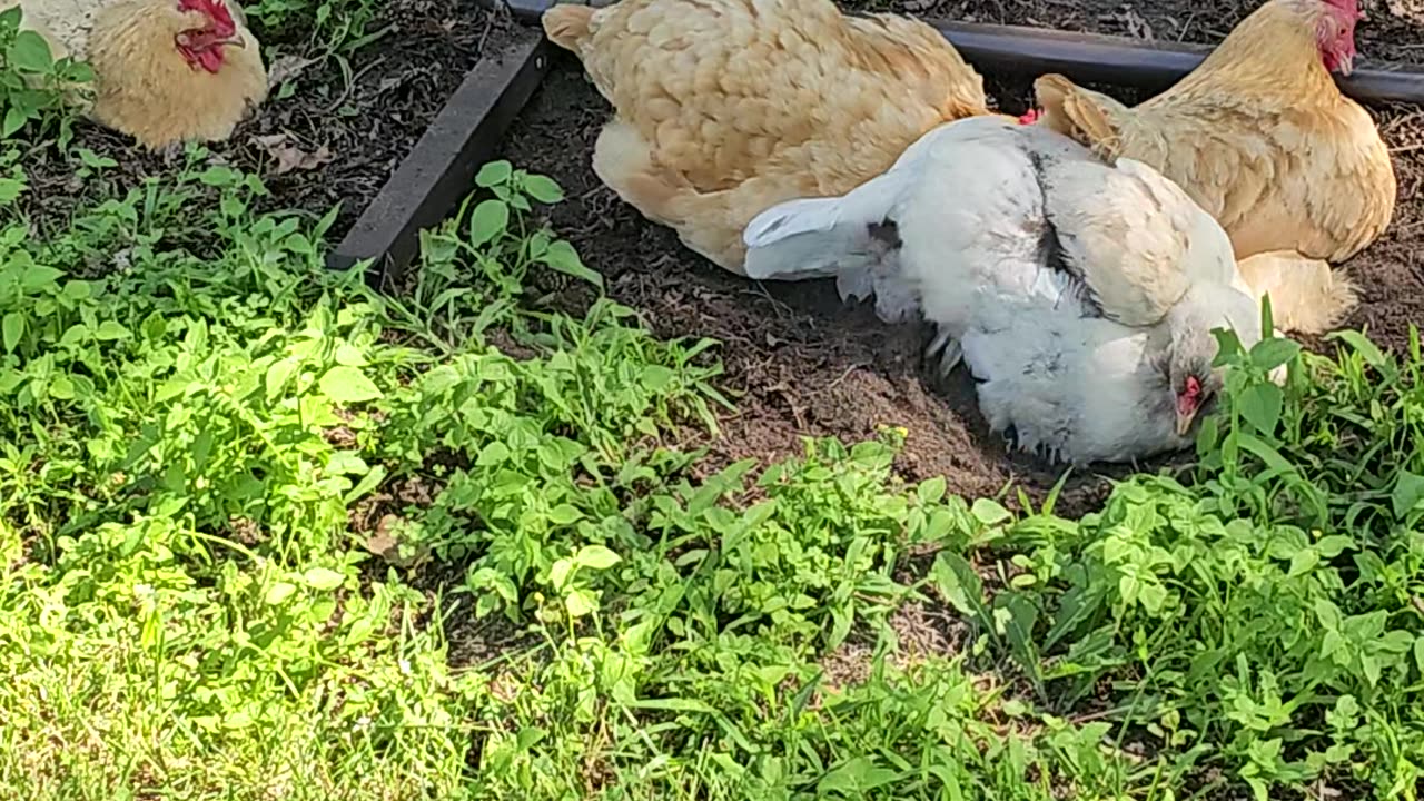 OMC! Silly little dirty birds! - Chickens gone wild! Dirt bathing hens! #dirty #birds #hens #shorts