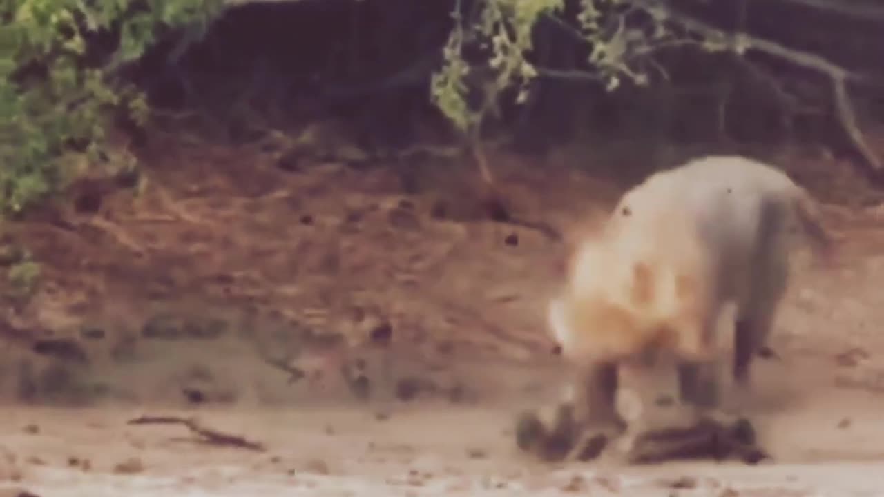 When Lions have instant regret!