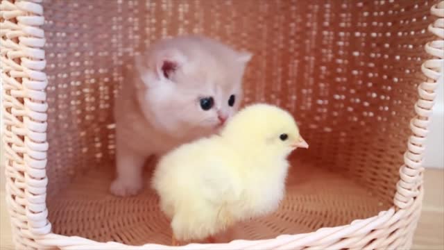 Kittens walk with a tiny chicken