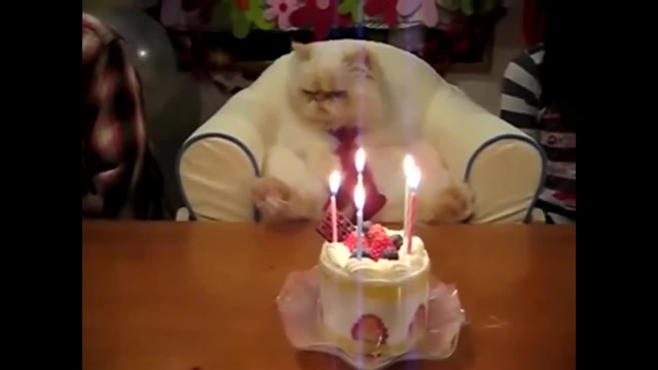 Happy birthday 🐱🍰funny cute cat funny video