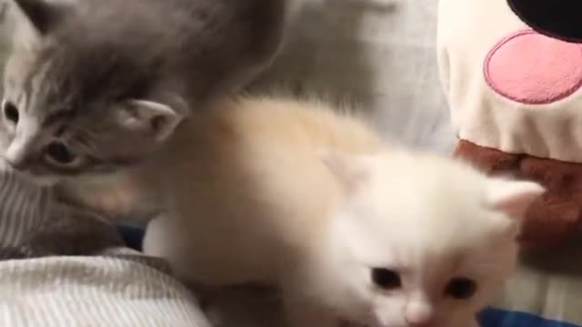 Cute little cats