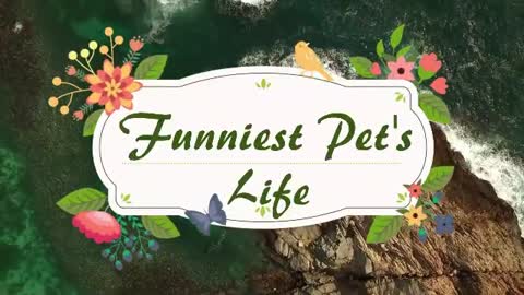 Funny pet life videos