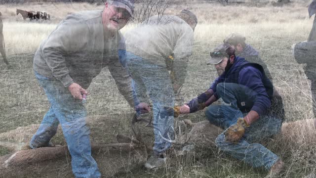 Rescuing Bucks Entangled by Their Antlers