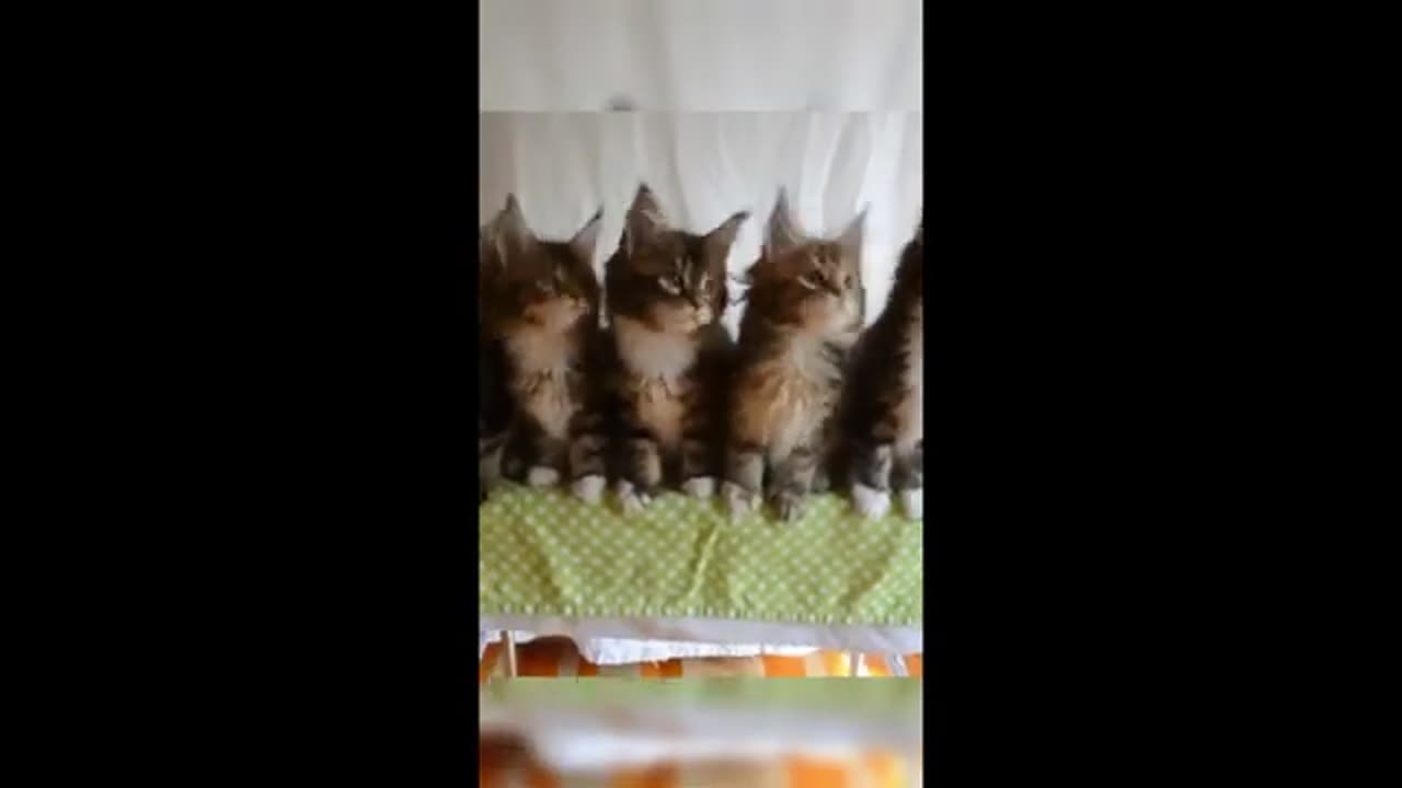 Funny animals - Funny cats _ dogs - Funny animal videos 2024