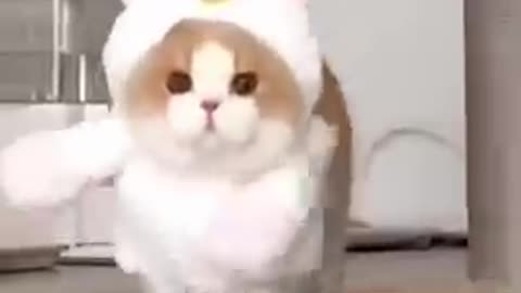 cute cat funny moments 😂😘😀❤️😭#viral #shorts @petsway1 7