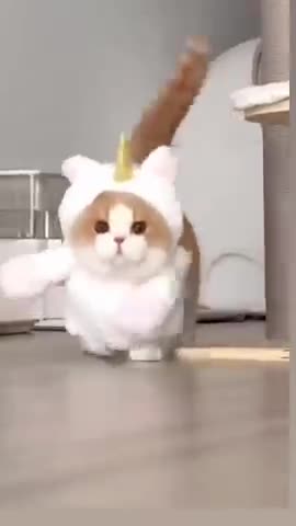 cute cat funny moments 😂😘😀❤️😭#viral #shorts @petsway1 7