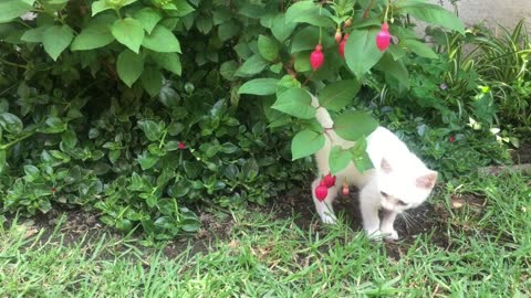 A cat is playing inside the garden